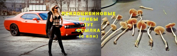 ПСИЛОЦИБИНОВЫЕ ГРИБЫ Верея